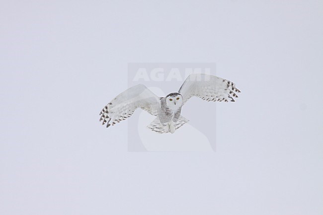 Sneeuwuil vliegend; Snowy Owl flying stock-image by Agami/Chris van Rijswijk,