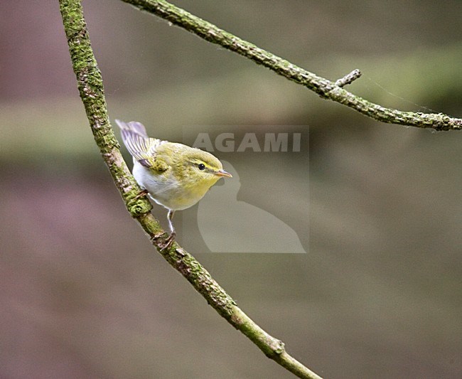 Fluiter op tak; Wood Warbler on a branch stock-image by Agami/Marc Guyt,