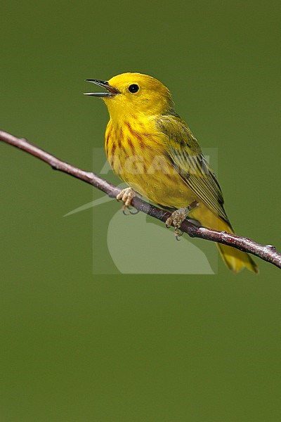 Adult male
York Co., ME
June 2006 stock-image by Agami/Brian E Small,