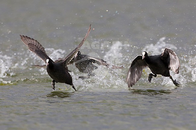 Meerkoet rennend over het water; Eurasian Coot running over water stock-image by Agami/Daniele Occhiato,