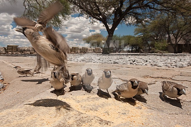 Groep Republikeinwevers in rest camp Etosha NP Namibie, Group Sociable Weavers at rest camp Etosha NP Namibia stock-image by Agami/Wil Leurs,