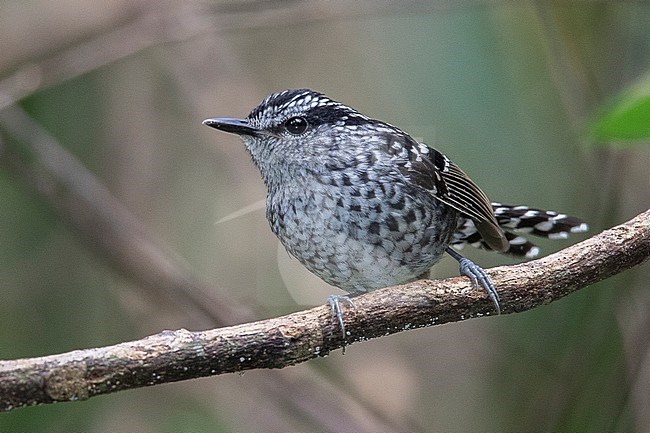 A Male Scaled Antbird at REGUA, Cachoeiras de Macacu, RJ, Brazil stock-image by Agami/Tom Friedel,