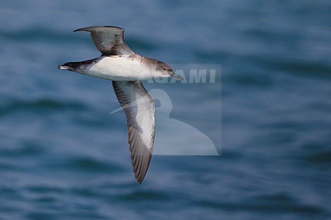 Yelkouanpijlstormvogel in de vlucht; Yelkouan Shearwater in flight stock-image by Agami/Daniele Occhiato,