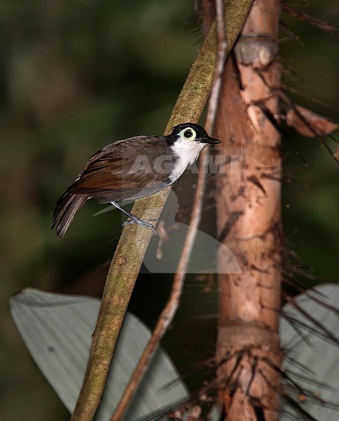 White-breasted Antbird (Rhegmatorhina hoffmannsi) perched in understory of dark rain forest of Brazil stock-image by Agami/Andy & Gill Swash ,