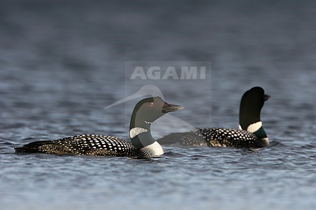 Volwassen IJsduikers in zomerkleed; Adult Great Northern Loons in summer plumage stock-image by Agami/Menno van Duijn,