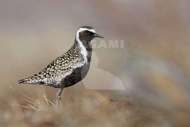 Adult male Pacific Golden Plover (Pluvialis fulva) in full breeding plumage at Seward Peninsula, Alaska, USA in June 2018. stock-image by Agami/Brian E Small,