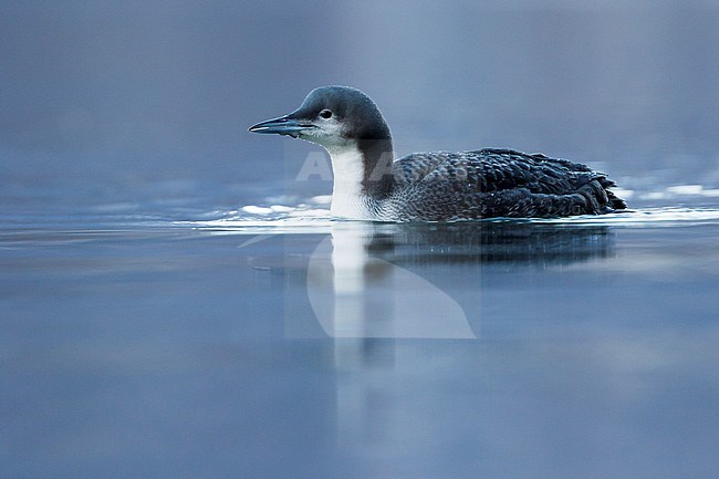 Pacific Loon (Gavia pacifica), Switzerland, 1st cy stock-image by Agami/Ralph Martin,