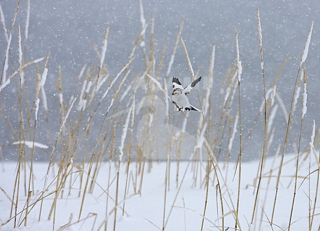 Sneeuwgors; Snow Bunting; Plectrophenax nivalis stock-image by Agami/Jari Peltomäki,