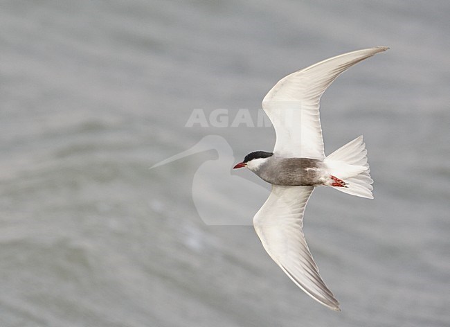 Volwassen Witwangstern in vlucht, Adult Whiskered Tern in flight stock-image by Agami/Markus Varesvuo,