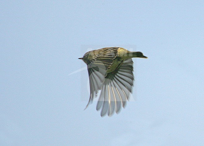 Iberian Chiffchaff in flight in England. stock-image by Agami/Bill Baston,