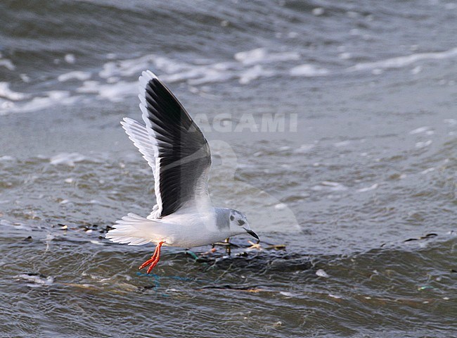 Adult winter Dwergmeeuw in vlucht, Adult winter Little Gull in flight stock-image by Agami/Karel Mauer,