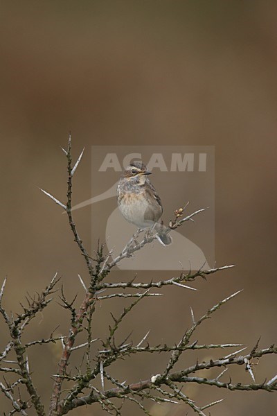 White-spotted Bluethroat subspecies cyanecula perched on bush Netherlands, Witgesterde blauwborst ondersoort cyanecula zittend op struik Nederland stock-image by Agami/Menno van Duijn,