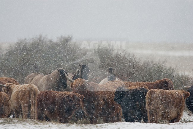 Konikpaarden in de sneeuw, Wild or Konik horses in the snow stock-image by Agami/Menno van Duijn,