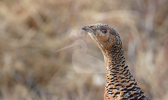 Vrouwtje Auerhoen; Female Western Capercaillie stock-image by Agami/Markus Varesvuo,