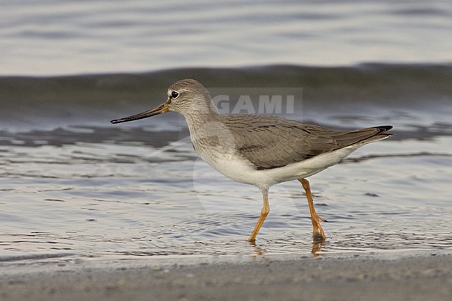 Terek Sandpiper; Terekruiter stock-image by Agami/Daniele Occhiato,