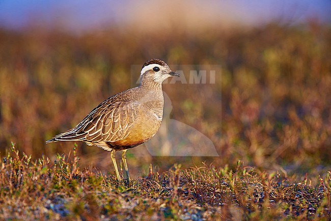 Male Eurasian Dotterel (Charadrius morinellus) against a natural colored background, Finland stock-image by Agami/Tomas Grim,