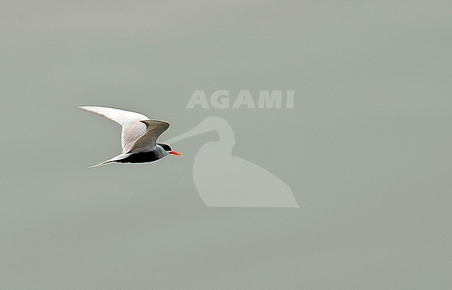 Flying Black-bellied Tern (Sterna acuticauda) above a clean river in Asia. stock-image by Agami/Marc Guyt,