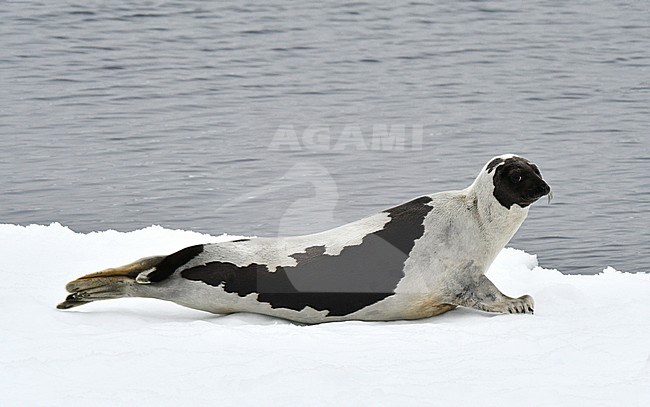 Harp Seal (Pagophilus groenlandicus), also known a Saddleback seal or Greenland Seal. Lying on drift ice north of Jan Mayen. stock-image by Agami/Laurens Steijn,