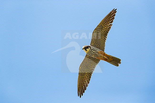 A second calendar year Eurasian Hobby (Falco subbuteo) in flight from below. Streaks on 