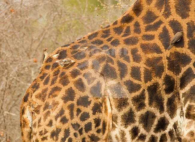 Roodsnavel-ossepikker, Red-billed Oxpecker, Buphagus erythrorhynchus stock-image by Agami/Marc Guyt,