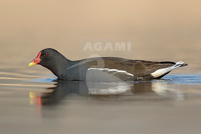 waterhoen zwemmend;  Common Moorhen swimming; stock-image by Agami/Walter Soestbergen,
