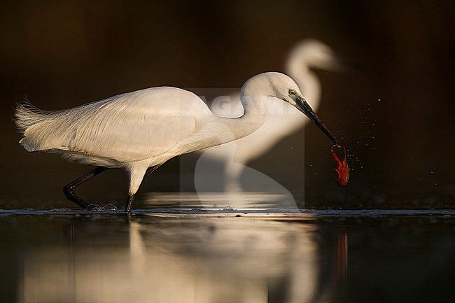 Little Egret; Egretta garzetta stock-image by Agami/Daniele Occhiato,