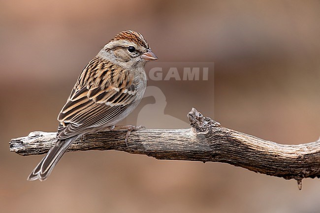 Chipping Sparrow (Spizella passerina) pered on a branch stock-image by Agami/Dubi Shapiro,