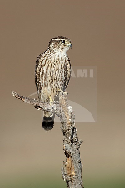 Adult female American Merlin (Falco columbarius columbarius) wintering in Riverside County, California. Perched on a dead branch against a brown background. stock-image by Agami/Brian E Small,