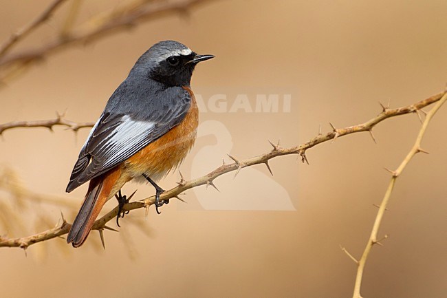 Oosterse Gekraagde Roodstaart, Common Redstart; Ehrenberg's Redstart; Phoenicurus phoenicurus samamisicus stock-image by Agami/Daniele Occhiato,