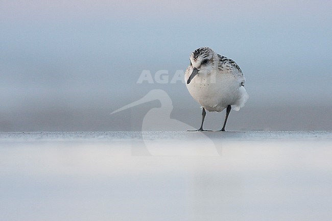 Sanderling - Sanderling - Calidris alba, Germany, adult, nonbreeding plumage stock-image by Agami/Ralph Martin,