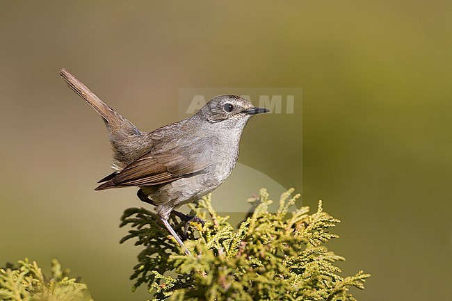 Adult female Himalayan Rubythroat (Calliope pectoralis ballioni) perched on top of a bush in the mountains of Kazakhstan. Also known as White-tailed Rubythroat. stock-image by Agami/Ralph Martin,