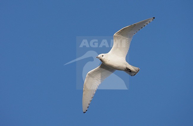 Ivoormeeuw, Ivory Gull, Pagophila eburnea stock-image by Agami/Mike Danzenbaker,