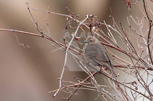 Brown-headed Cowbird (Molothrus ater), perched female at Cape May, New Jersey, USA stock-image by Agami/Helge Sorensen,