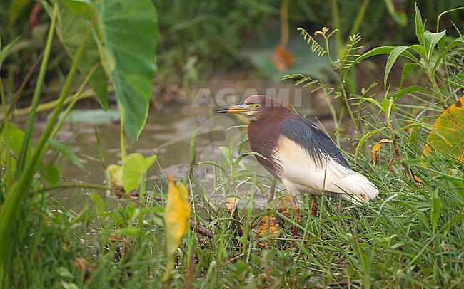 Chinese Pond Heron (Ardeola bacchus) adult standing on ground in Chiang Saen, Thailand stock-image by Agami/Helge Sorensen,