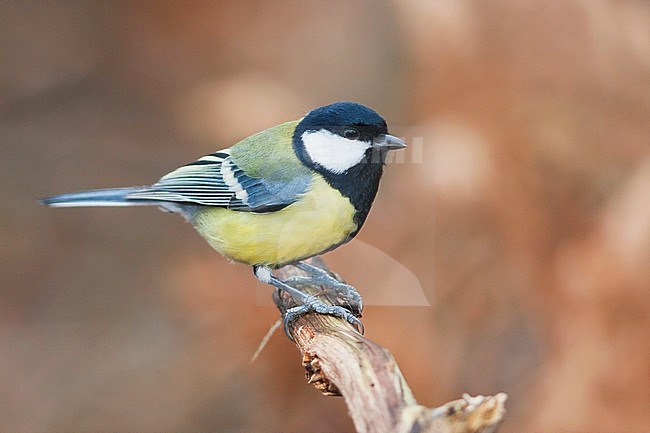 Great Tit - Kohlmeise - Parus major ssp. major, Germany, 1st cy, male stock-image by Agami/Ralph Martin,