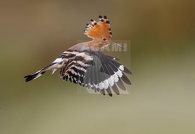 Eurasian Hoopoe (Upupa epops) in Italy. stock-image by Agami/Daniele Occhiato,