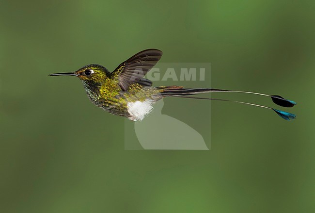 Vlagstaartpluimbroekje in vlucht, Booted Racket-tail in flight stock-image by Agami/David Hemmings,