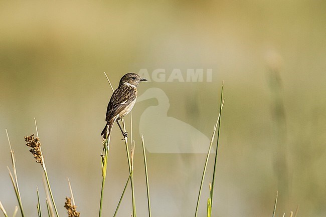 European Stonechat - Schwarzkehlchen - Saxicola torqatus ssp. rubicola, Oman, male stock-image by Agami/Ralph Martin,