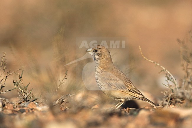 Diksnavelleeuwerik vrouwtje achter struiken; Thick-billed Lark behind small bushes stock-image by Agami/Harvey van Diek,