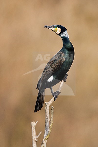 Volwassen Aalscholver zittend op tak; Adult Great Cormorant perched on branch stock-image by Agami/Menno van Duijn,