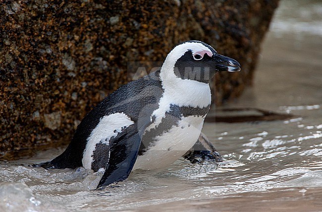 African Penguin (Spheniscus demersus), also known as Jackass Penguin, on Boulders Beach, Simon's town, South Africa. stock-image by Agami/Marc Guyt,