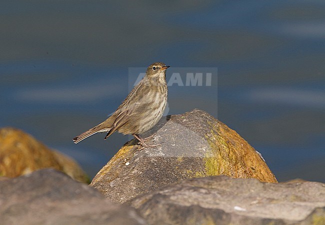 Rock Pipit (Anthus petrosus) standing on a rock near Almere, Netherlands. The species is a common migrant and winter visitor in the Netherlands. stock-image by Agami/Karel Mauer,