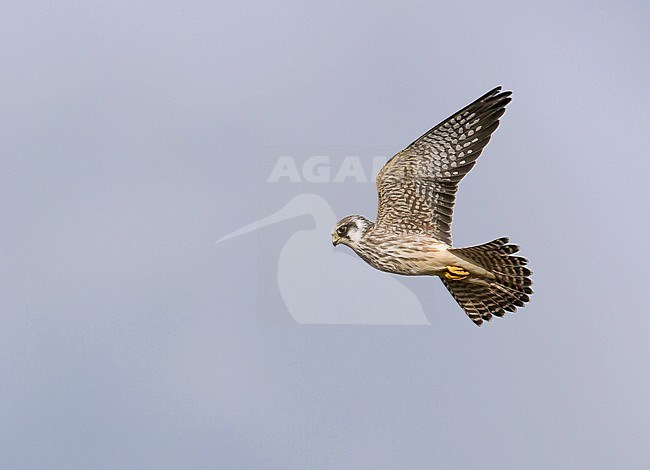 Red-footed Falcon (Falco vespertinus) in Westkapelle the Netherlands. Immature hovering in mid air. stock-image by Agami/Kris de Rouck,