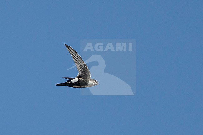 Adult White-throated Swift (Aeronautes saxatalis)
Riverside Co., California, USA
November 2016 stock-image by Agami/Brian E Small,