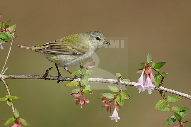 Adult female
Galveston Co., TX
April 2018 stock-image by Agami/Brian E Small,