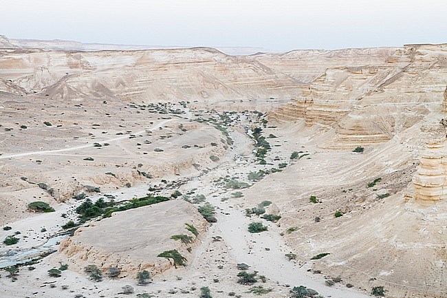 Landscape Wadi at Ash Shuwaymiyyah, Oman stock-image by Agami/Ralph Martin,