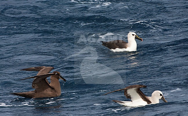 Zwarte Albatros in zit met Atlantic Yellow-nosed Albatross; Sooty Albatross swimming with Atlantic Yellow-nosed Albatross stock-image by Agami/Marc Guyt,