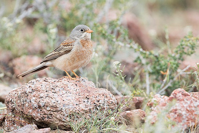 Grey-necked Bunting - Steinortolan - Emberiza buchanani, Kyrgyzstan, adult male stock-image by Agami/Ralph Martin,