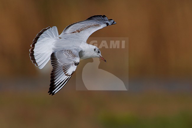 Kokmeeuw onvolwassen vliegend; Black-headed Gull juvenile flying stock-image by Agami/Daniele Occhiato,