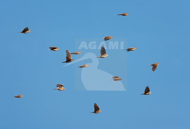 Flock of Eurasian Skylarks (Alauda arvensis) in flight during winter in the Netherlands. stock-image by Agami/Marc Guyt,